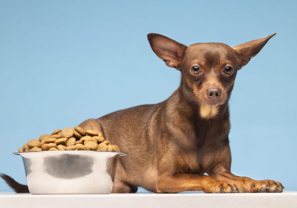 קונים בעבורם את הטוב ביותר: איך בוחרים אוכל לכלבים?
