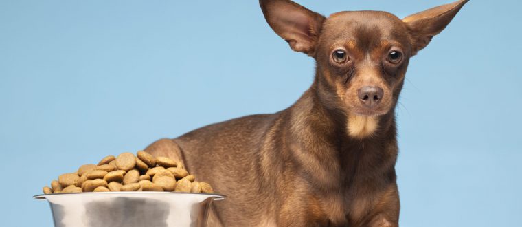 קונים בעבורם את הטוב ביותר: איך בוחרים אוכל לכלבים?